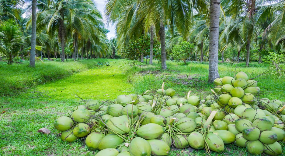 https://www.outdoorhappens.com/wp-content/uploads/2024/02/fresh-coconuts-growing-in-a-loose-coconut-tree-circle.jpg