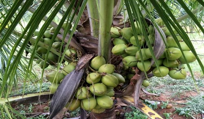 https://5.imimg.com/data5/SELLER/Default/2024/3/403529699/HV/DP/FN/214089019/7-years-hybrid-coconut-trees-500x500.jpg