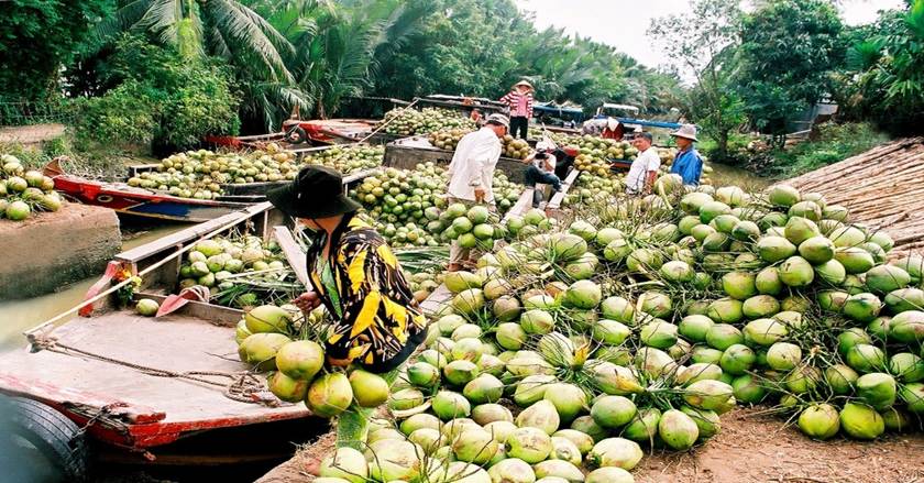 https://img5.thuthuatphanmem.vn/uploads/2021/11/10/hinh-anh-thu-hoach-dua-o-ben-tre_02274646